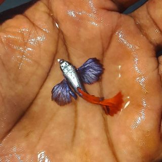 Platinum Dumbo Ear Breeding Pair