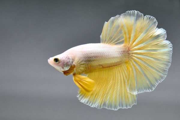 Yellow Gold Betta
