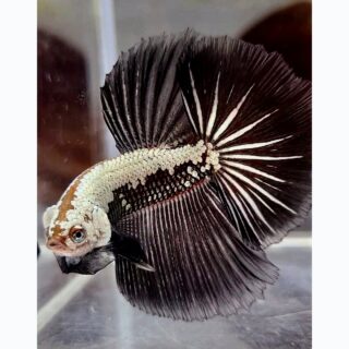 Samurai Betta OHM Male | Each