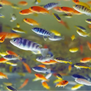 Morph Fish Small | Mixed | Single