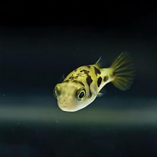 Green Puffer Fish Small | Single
