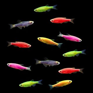 Zebra Fish Mixed Color (10 Fishes) Combo