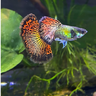 Dragon Knight Guppy Pair (Male - 1, Female - 1)